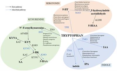 Tryptophan was metabolized into beneficial metabolites against coronary heart disease or prevented from producing harmful metabolites by the in vitro drug screening model based on Clostridium sporogenes